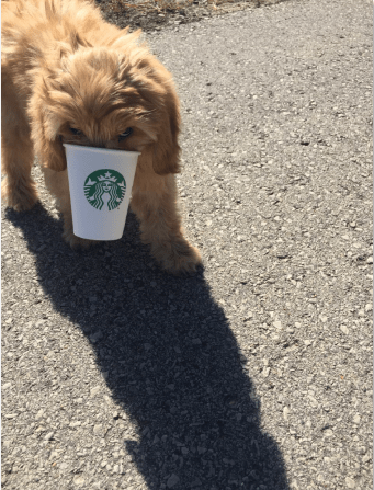 10-3-2017 10-08-40 AM