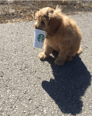 10-3-2017 10-08-49 AM