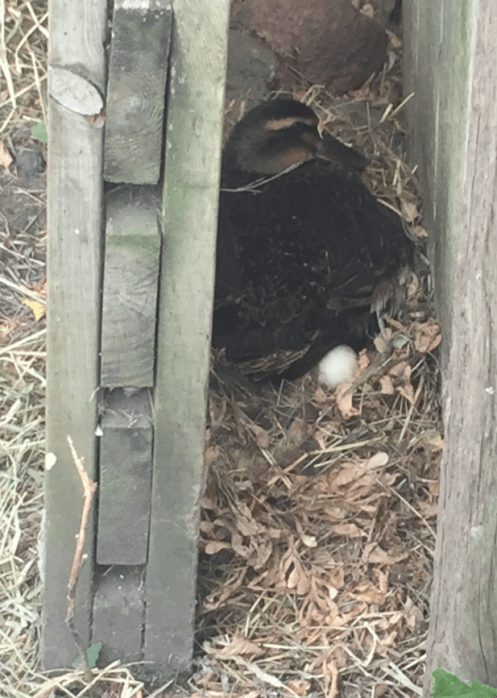 10-3-2017 9-46-37 AM